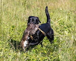 Delta Logan
