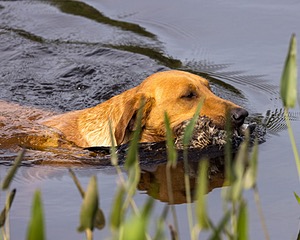 Gauge Kilby