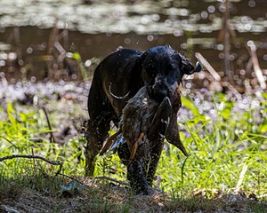 Cooper Westcot
