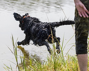 Crusoe Kuchinos