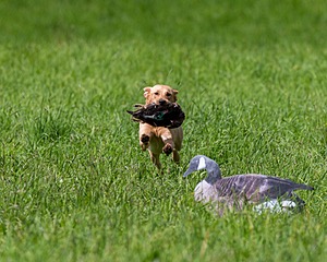 20170603-SHRL-1041.jpg