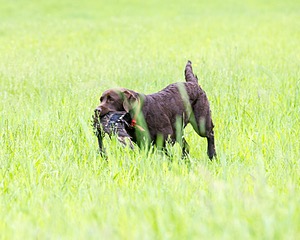 20160605-SHRL-0004.jpg