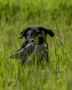 Ranger Schuko