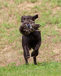 Tucker