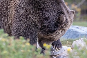 Grizzly & Wolf Discovery Center, West Yellowstone