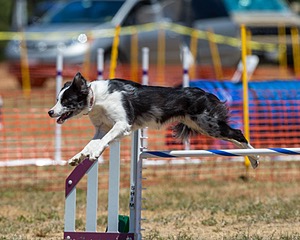 20160619-CCKC-1065.jpg