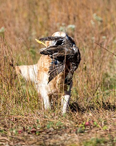 Ghillie Deresienska
