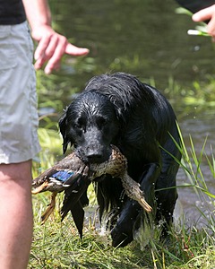 Bode Markle