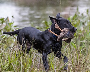 Ben