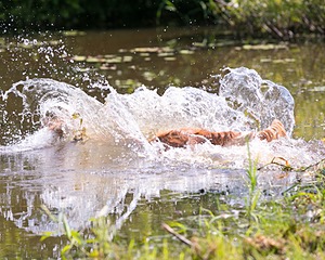 Canoe Terrill