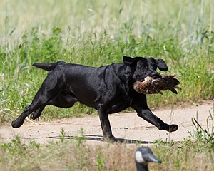 20130602-SEAL-0205.jpg