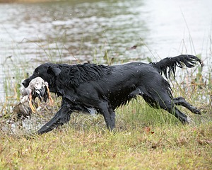 Onyx