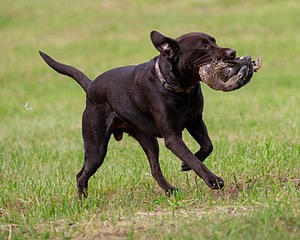 Tucker