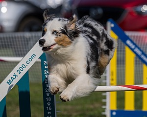 Dash Durrschmidt
