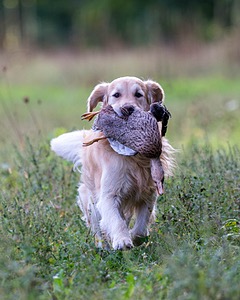 Ghillie Deresienska