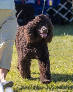 09 - GCH CH POOLE'S IDE DARK KNIGHT RN CGC TKN ATT (Oscar)