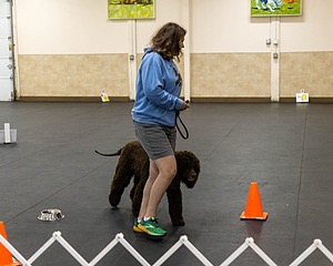 2304 - GCH CH BREKKON'S FIRST MARK BN RN CGC TKN (Hunny)
