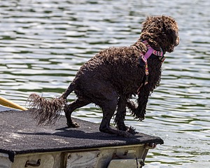 Tootsie Totten
