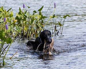 Otter Young