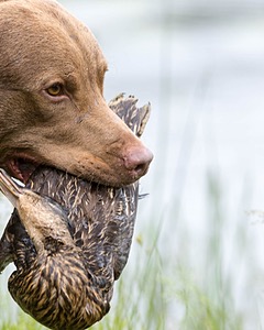 Hunter Law