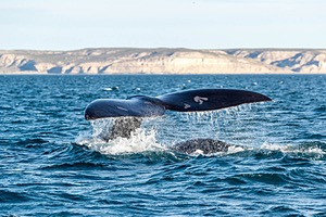Southern Right Whale, Peninsula Valdes, Argentina
