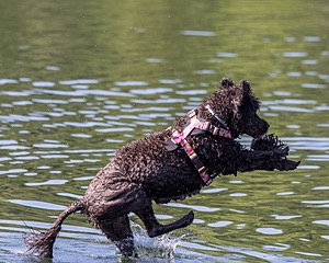 Tootsie Totten