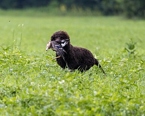 Ghillie Kezer