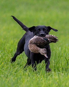 20170603-SHRL-1209.jpg