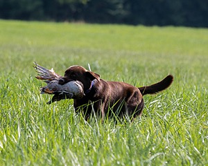 Louie Foster