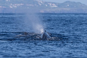 Sperm Whale