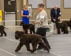 17 - Ballyhoo’s V Finnegan Mcneill BN FDC CA BCAT DS DJ CGCA TKN VHMA JH JHU WD