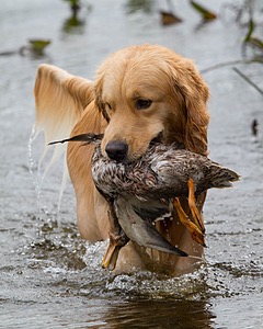 Opie