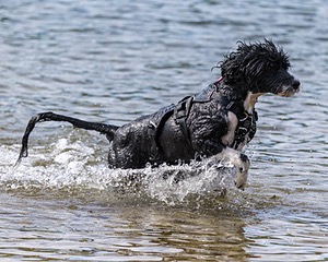 Glowworm Ash