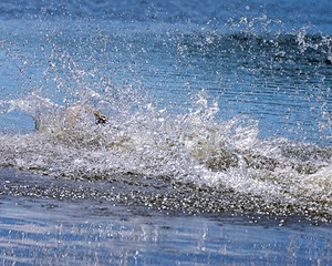 Striper Cardello