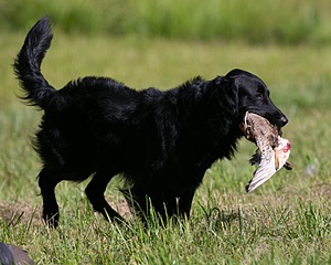Gunner McCluer