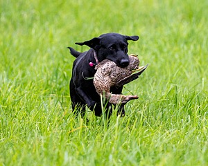 20170603-SHRL-1192.jpg
