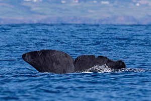 Sperm Whale