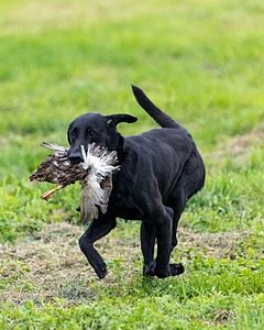 Cane Robichaud