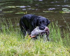 20170603-SHRW-1466.jpg