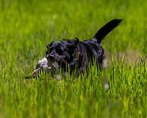 Ruger Bodine