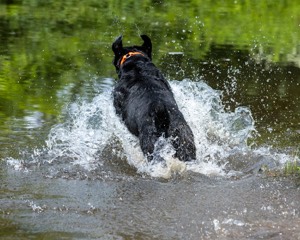 Levi Wolf