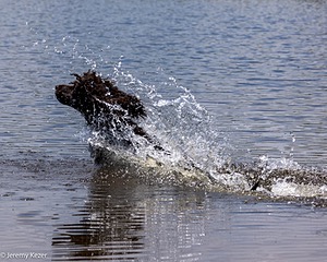 Ghillie