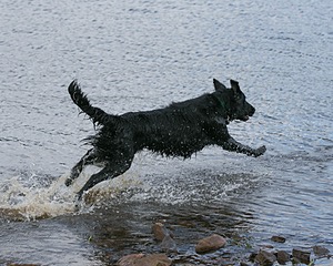 Barry