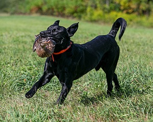 Brutus Culbertson