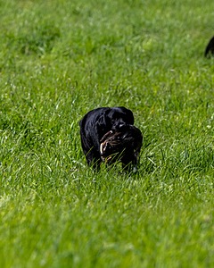 Tiffi Wolcott