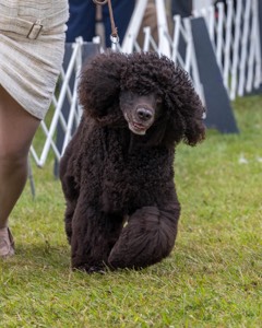 20 - GCHS CH POOLE'S IDE SAY NO MORE OHS CD RE JH DS (Simone)