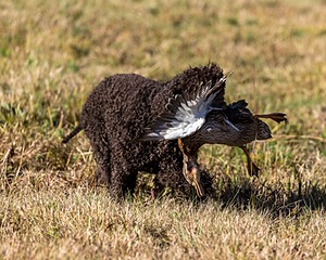 Ghillie Kezer