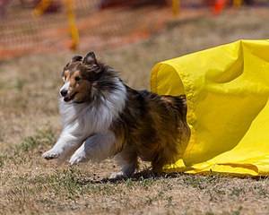 20160619-CCKC-1237.jpg