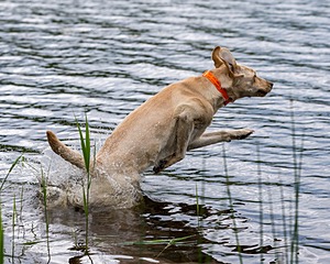 20170603-SHRW-1574.jpg