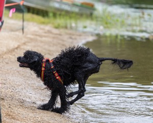 Ziva Hyres